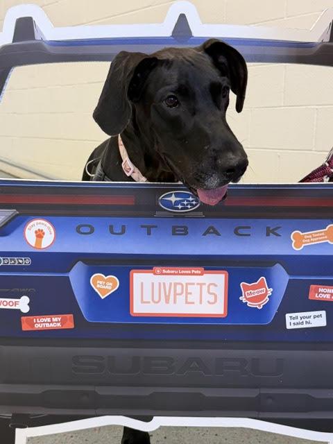 Enlarge Indigo, a Adoptable Great Dane in Wheaton, IL image 1/3