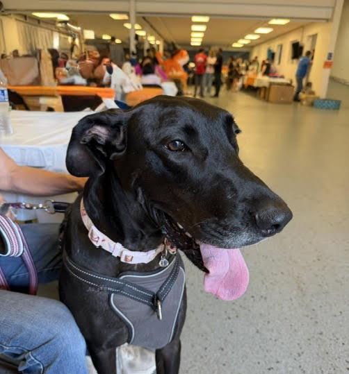 Enlarge Indigo, a Adoptable Great Dane in Wheaton, IL image 2/3
