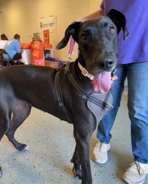 Enlarge Indigo, a Adoptable Great Dane in Wheaton, IL image 3/3