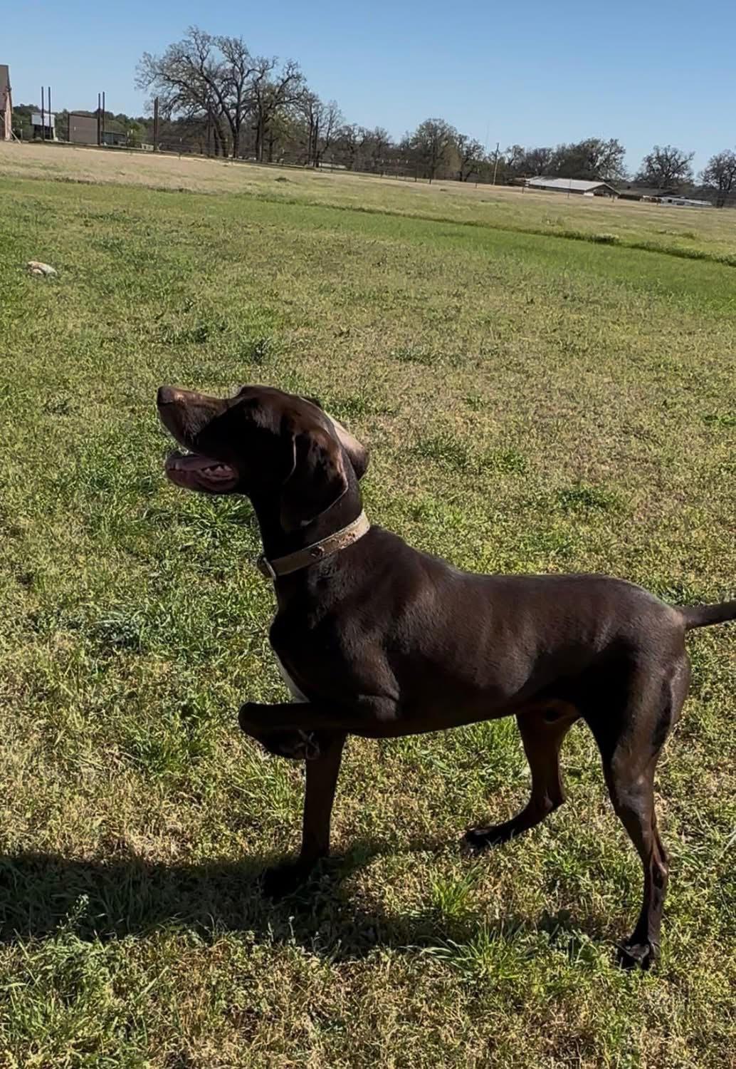 Enlarge CHARLIE-Completely Charming, a Adoptable German Shorthaired Pointer in Dallas, TX image 5/6