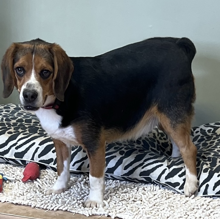 Gerald -Jerry mixed breed short and long ears, Adopted, Adult Male Basset Hound.