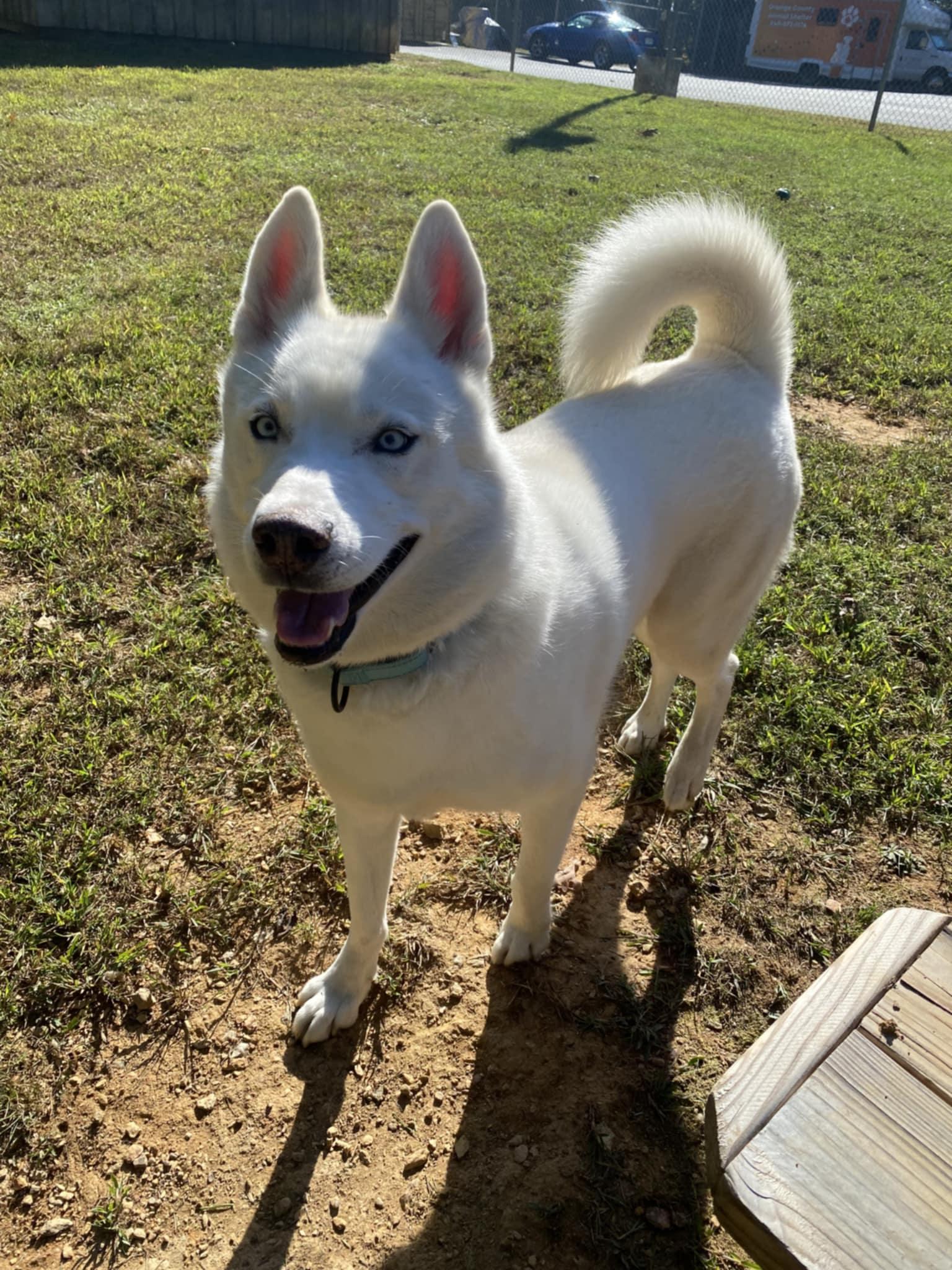 Archer