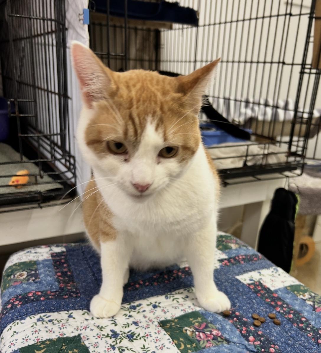 Enlarge Relic, an adopted Domestic Short Hair in Maple Ridge, BC image 3/4