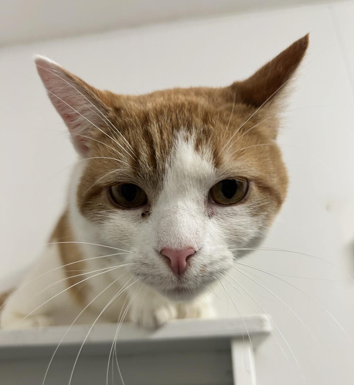 Enlarge Relic, an adopted Domestic Short Hair in Maple Ridge, BC image 2/4