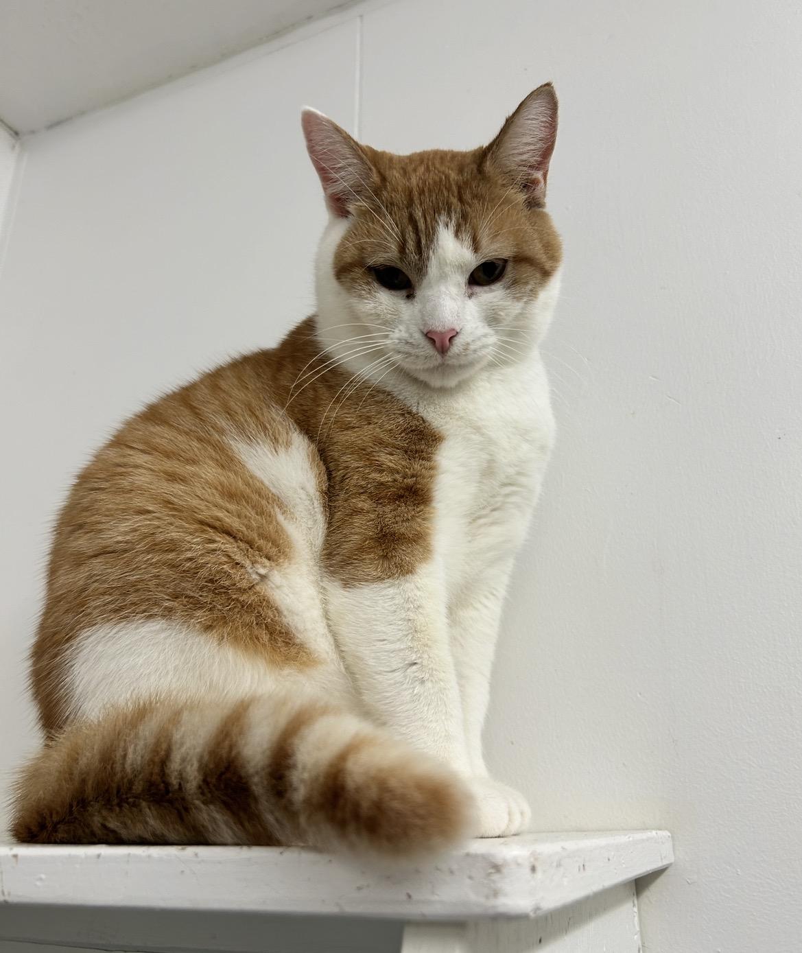 Relic, adopted, Adult Male Domestic Short Hair.