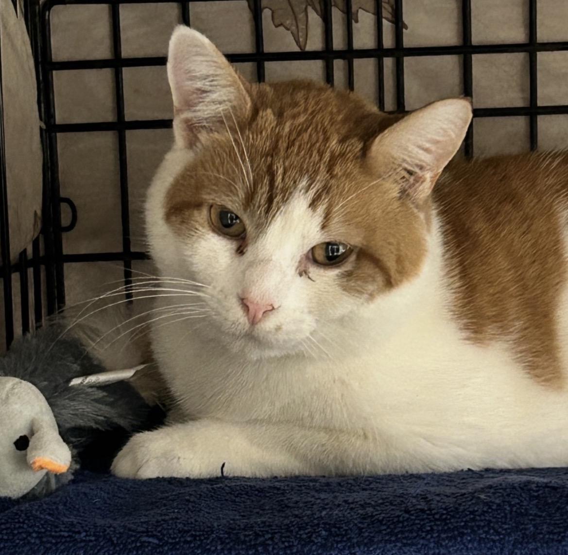 Enlarge Relic, an adopted Domestic Short Hair in Maple Ridge, BC image 4/4