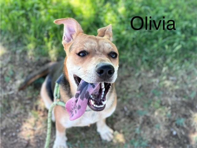 OLIVIA, Adoptable, Adult Female German Shepherd Dog.