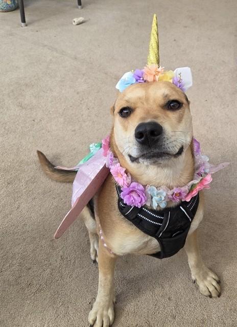 OLIVIA, Adoptable, Adult Female German Shepherd Dog.