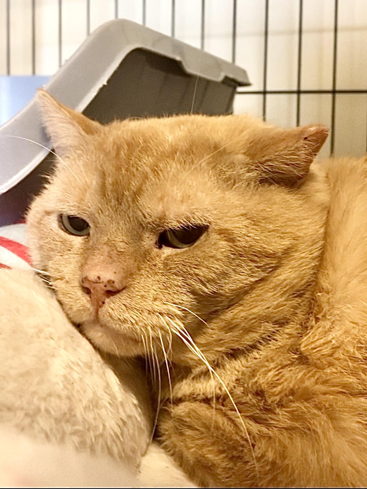 Grandpaw, a Adoptable American Shorthair in Salisbury Mills, NY image 1/2