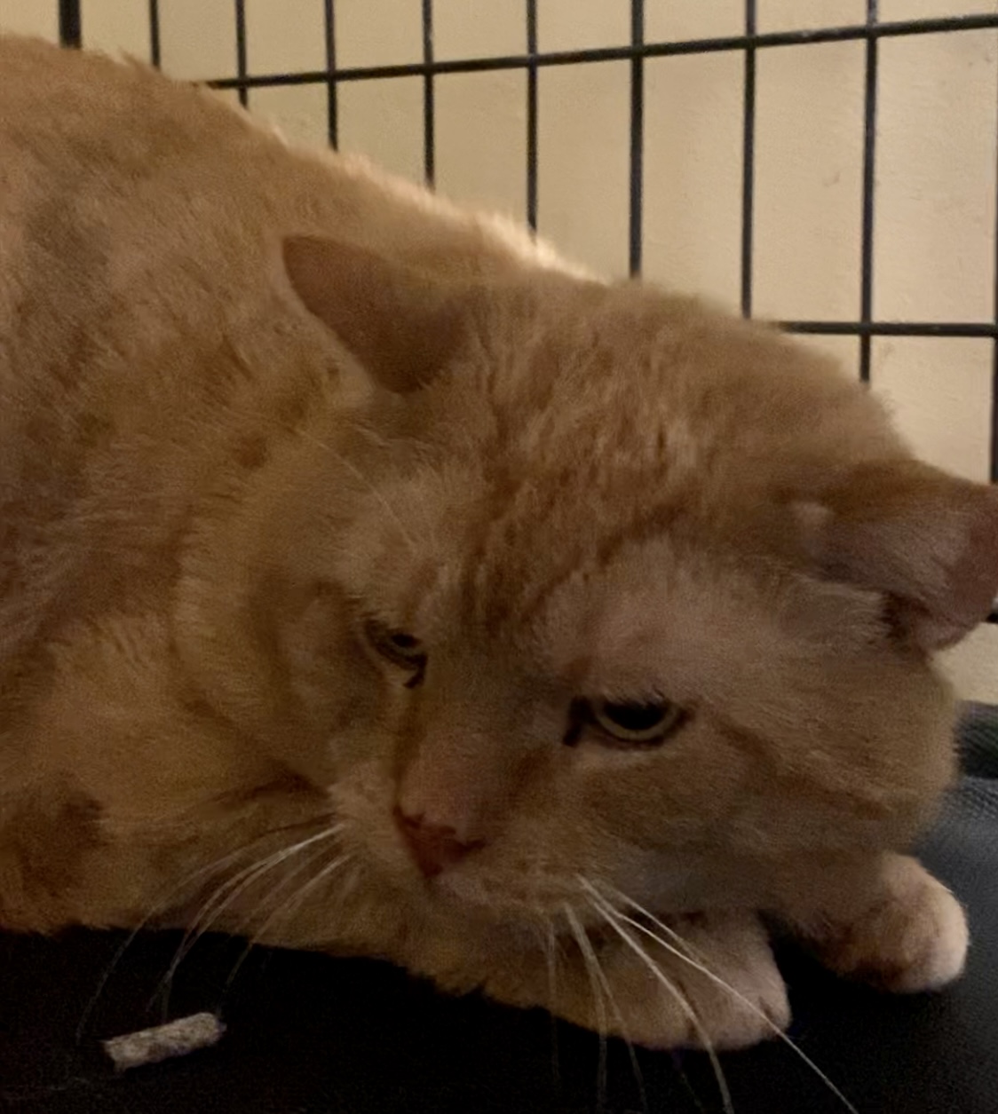 Grandpaw, a Adoptable American Shorthair in Salisbury Mills, NY image 2/2