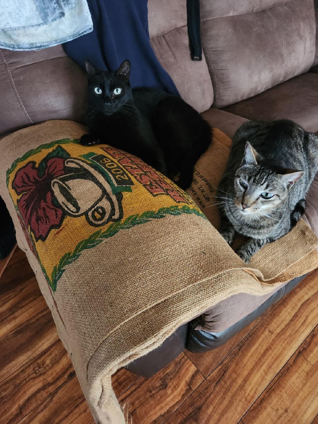 Bruce & Clark, Adoptable, Adult Male Domestic Short Hair.