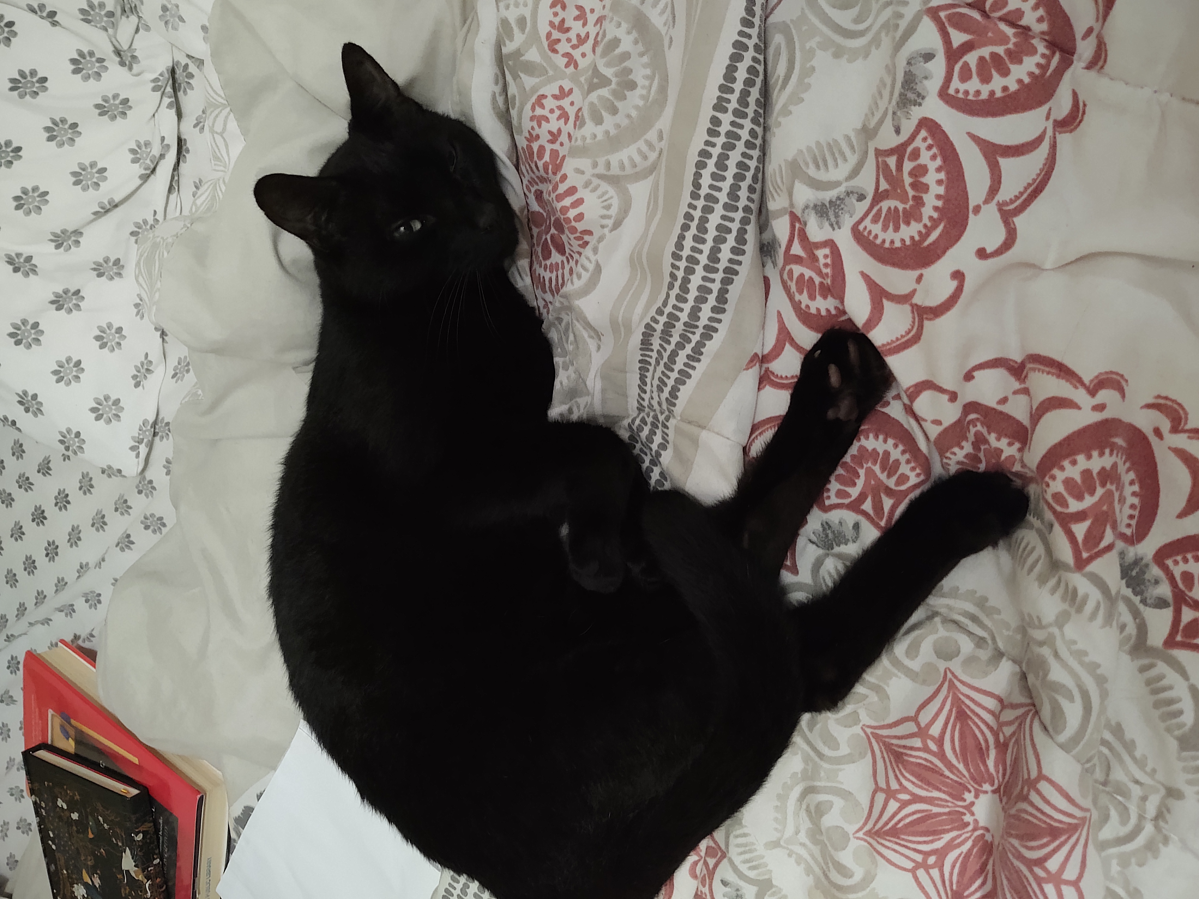 Bruce & Clark, a Adoptable Domestic Short Hair in Mililani, HI image 2/3