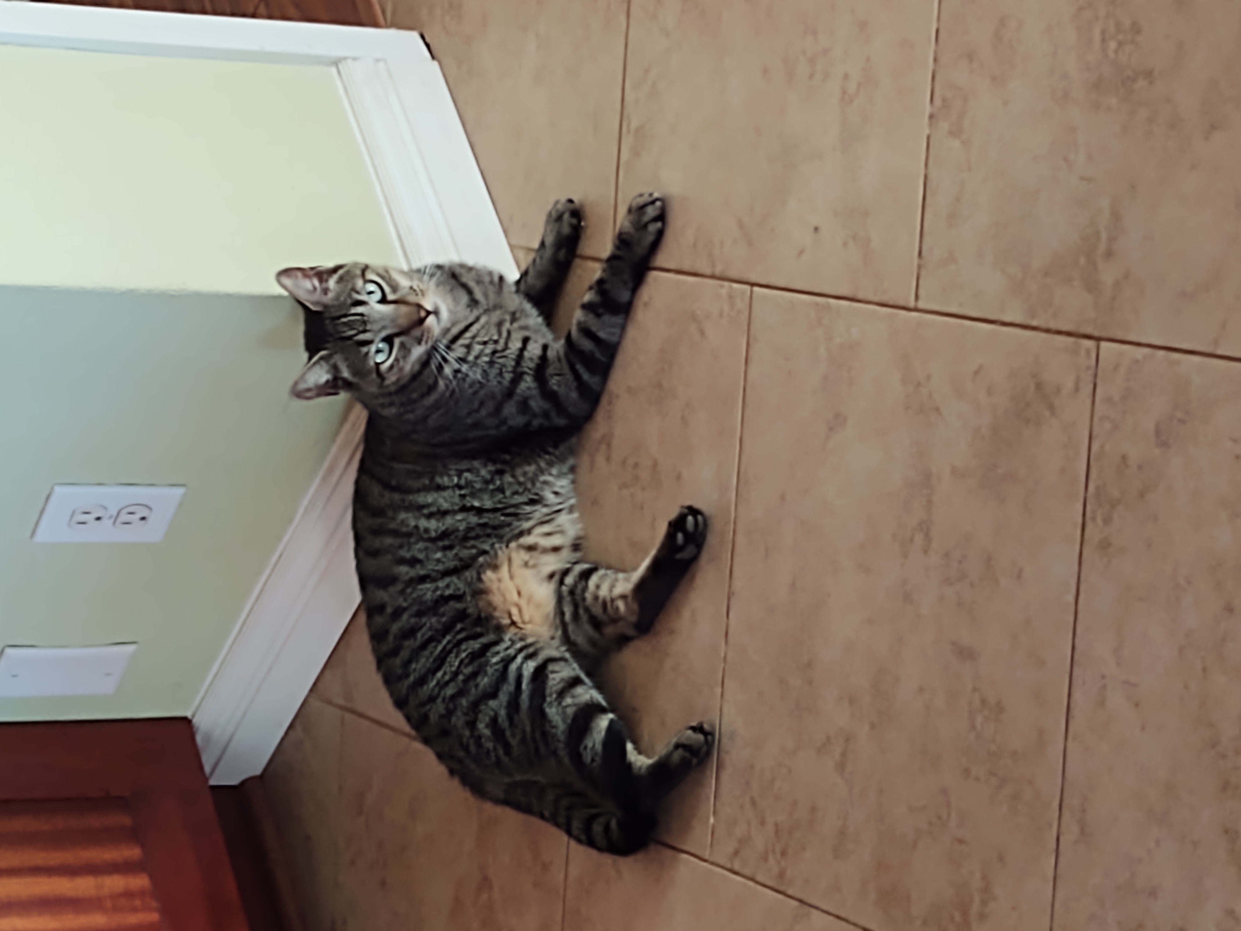 Bruce & Clark, a Adoptable Domestic Short Hair in Mililani, HI image 3/3