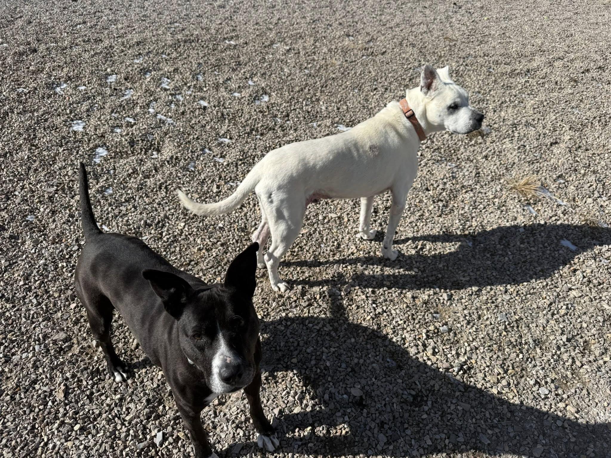 Codex and Proxy (MALE/FEMALE BONDED PAIR), Adoptable, Senior Female American Bully.