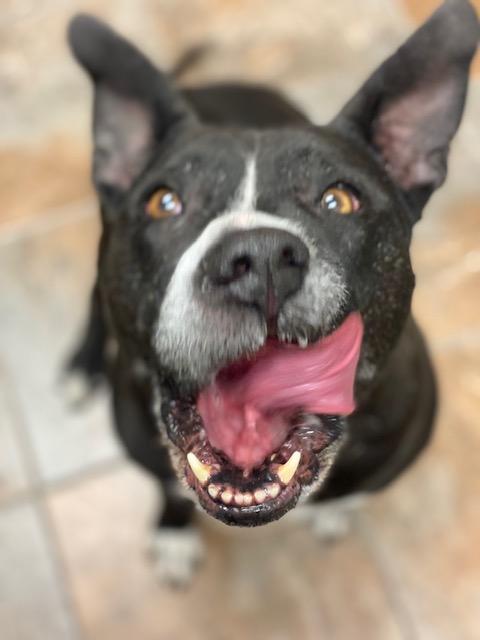 Codex and Proxy (MALE/FEMALE BONDED PAIR), a Adoptable American Bully in Rawlins, WY image 4/6