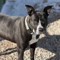 Enlarge Codex and Proxy (MALE/FEMALE BONDED PAIR), a Adoptable American Bully in Rawlins, WY image 5/5