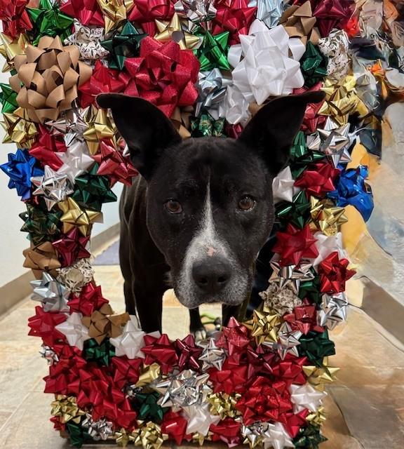 Codex and Proxy (MALE/FEMALE BONDED PAIR), a Adoptable American Bully in Rawlins, WY image 1/6