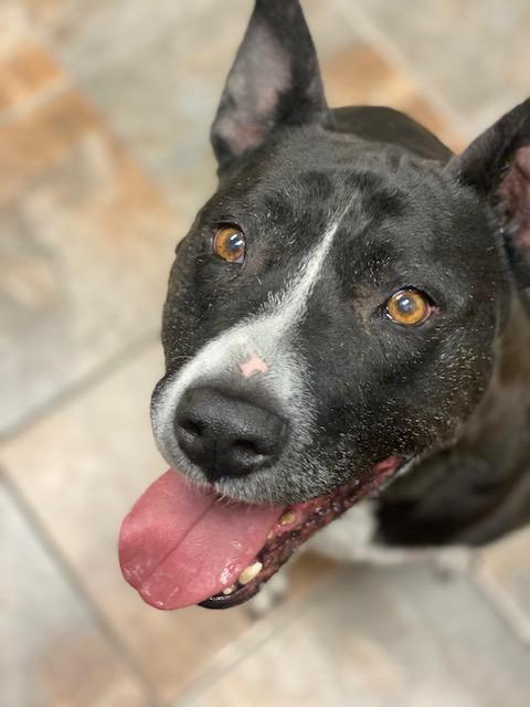 Codex and Proxy (MALE/FEMALE BONDED PAIR), a Adoptable American Bully in Rawlins, WY image 5/6