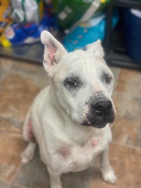 Codex and Proxy (MALE/FEMALE BONDED PAIR), a Adoptable American Bully in Rawlins, WY image 6/6