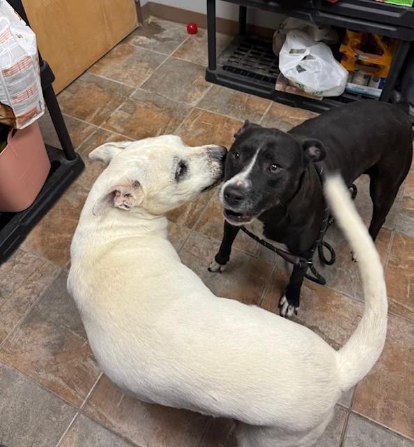 Codex and Proxy (MALE/FEMALE BONDED PAIR), Adoptable, Senior Female American Bully.