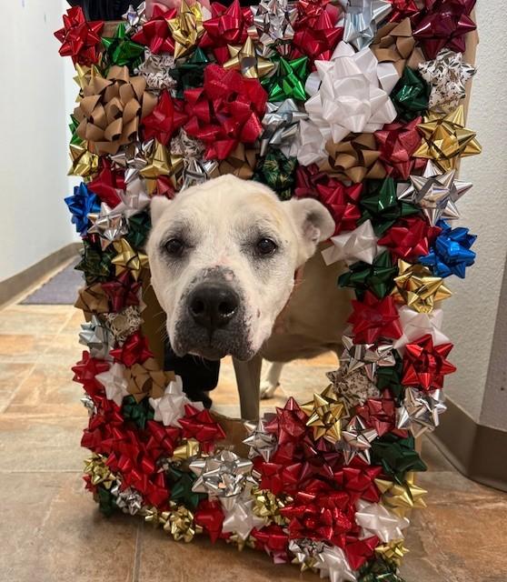 Codex and Proxy (MALE/FEMALE BONDED PAIR), a Adoptable American Bully in Rawlins, WY image 3/6