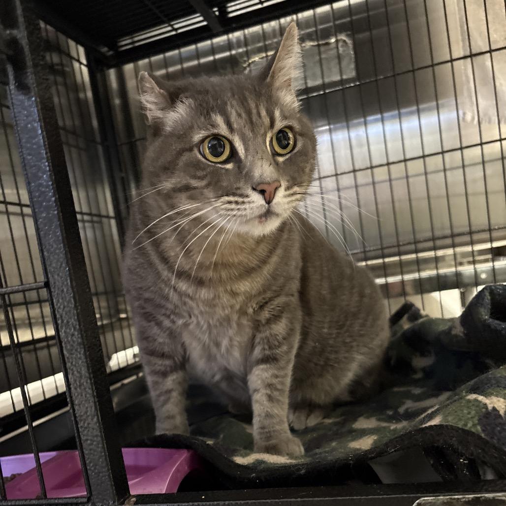 Enlarge Kevin, a Adoptable Domestic Short Hair in Spokane, WA image 1/1