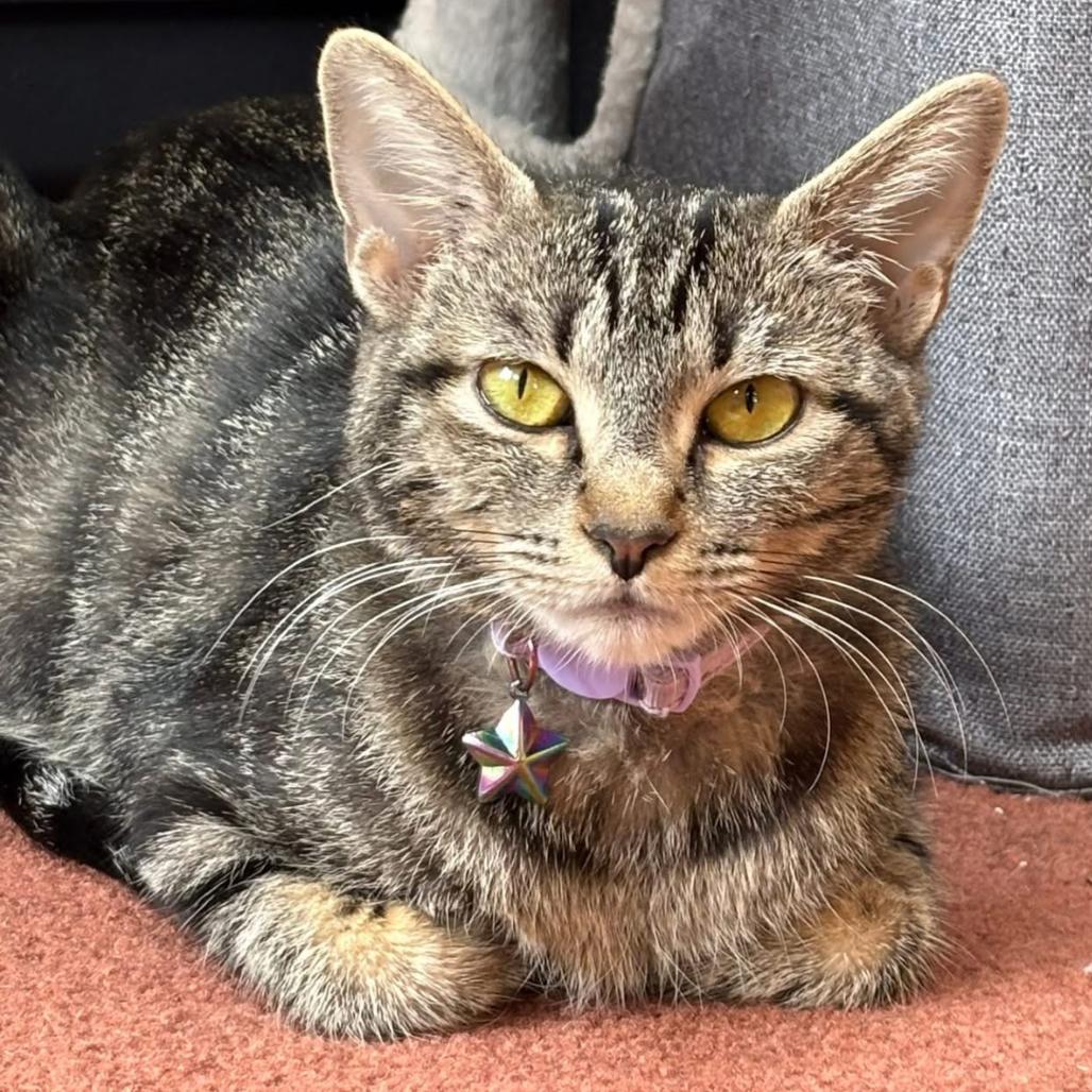 Kinsley, Adoptable, Adult Female Domestic Short Hair.