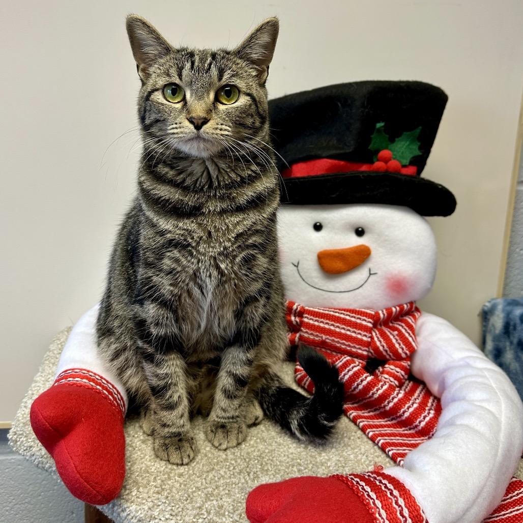 Enlarge Kinsley, a Adoptable Domestic Short Hair in Middleburg Heights , OH image 2/6