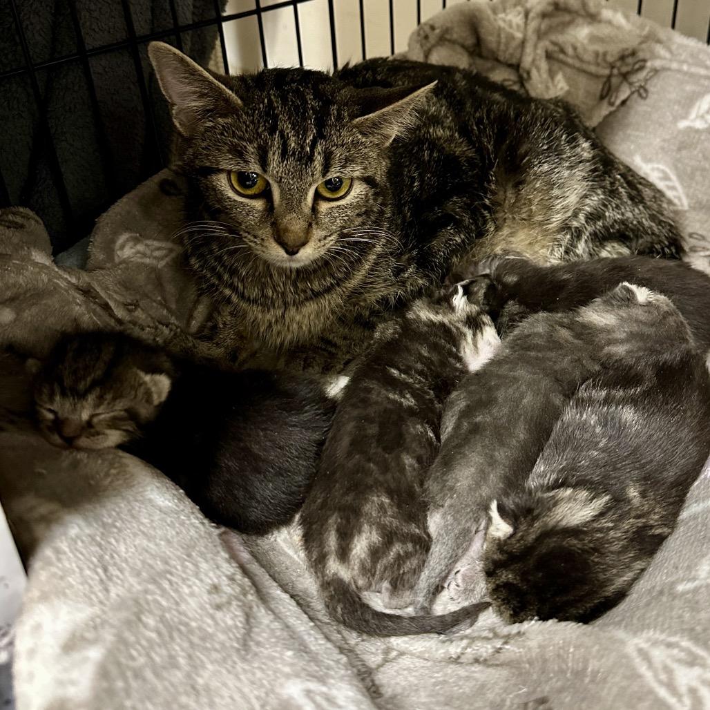 Enlarge Kinsley, a Adoptable Domestic Short Hair in Middleburg Heights , OH image 3/6