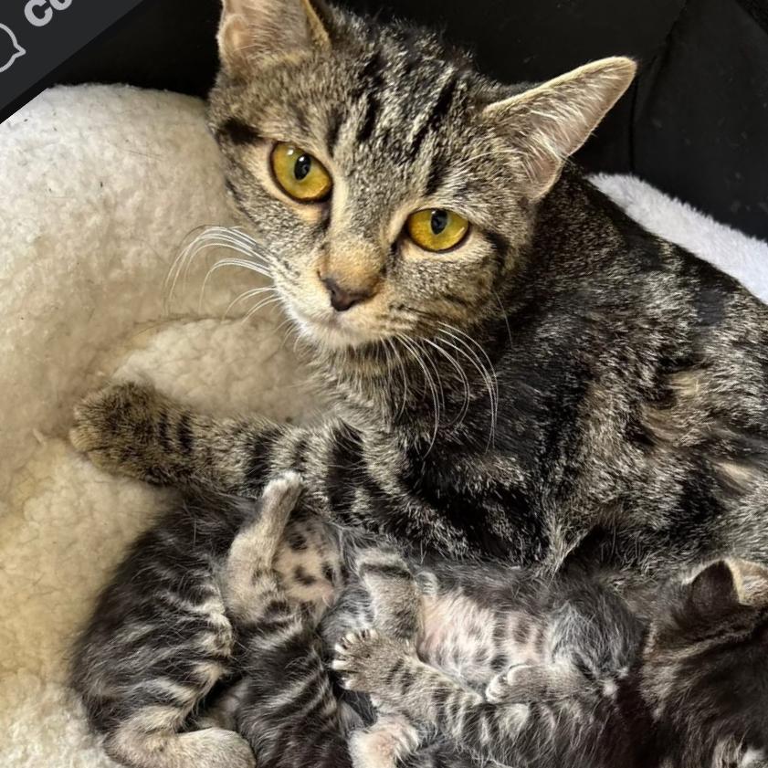 Enlarge Kinsley, a Adoptable Domestic Short Hair in Middleburg Heights , OH image 4/6