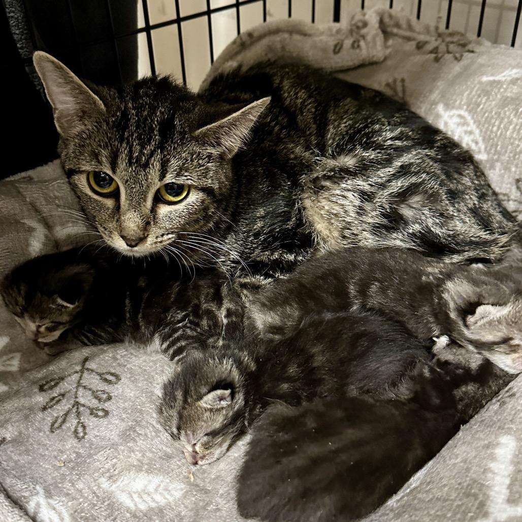 Enlarge Kinsley, a Adoptable Domestic Short Hair in Middleburg Heights , OH image 5/6