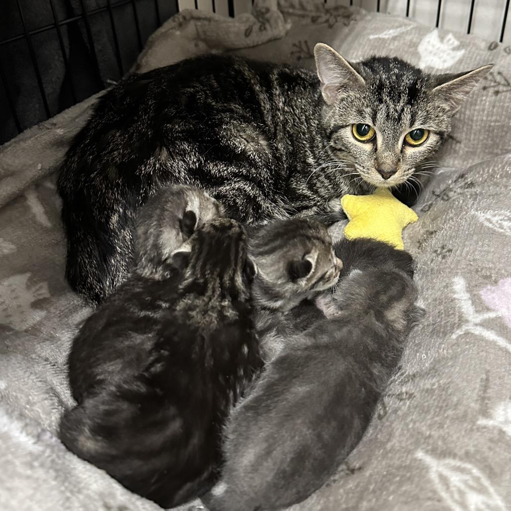 Enlarge Kinsley, a Adoptable Domestic Short Hair in Middleburg Heights , OH image 6/6