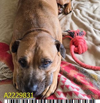 CHANCE, Adoptable, Adult Male Pit Bull Terrier.