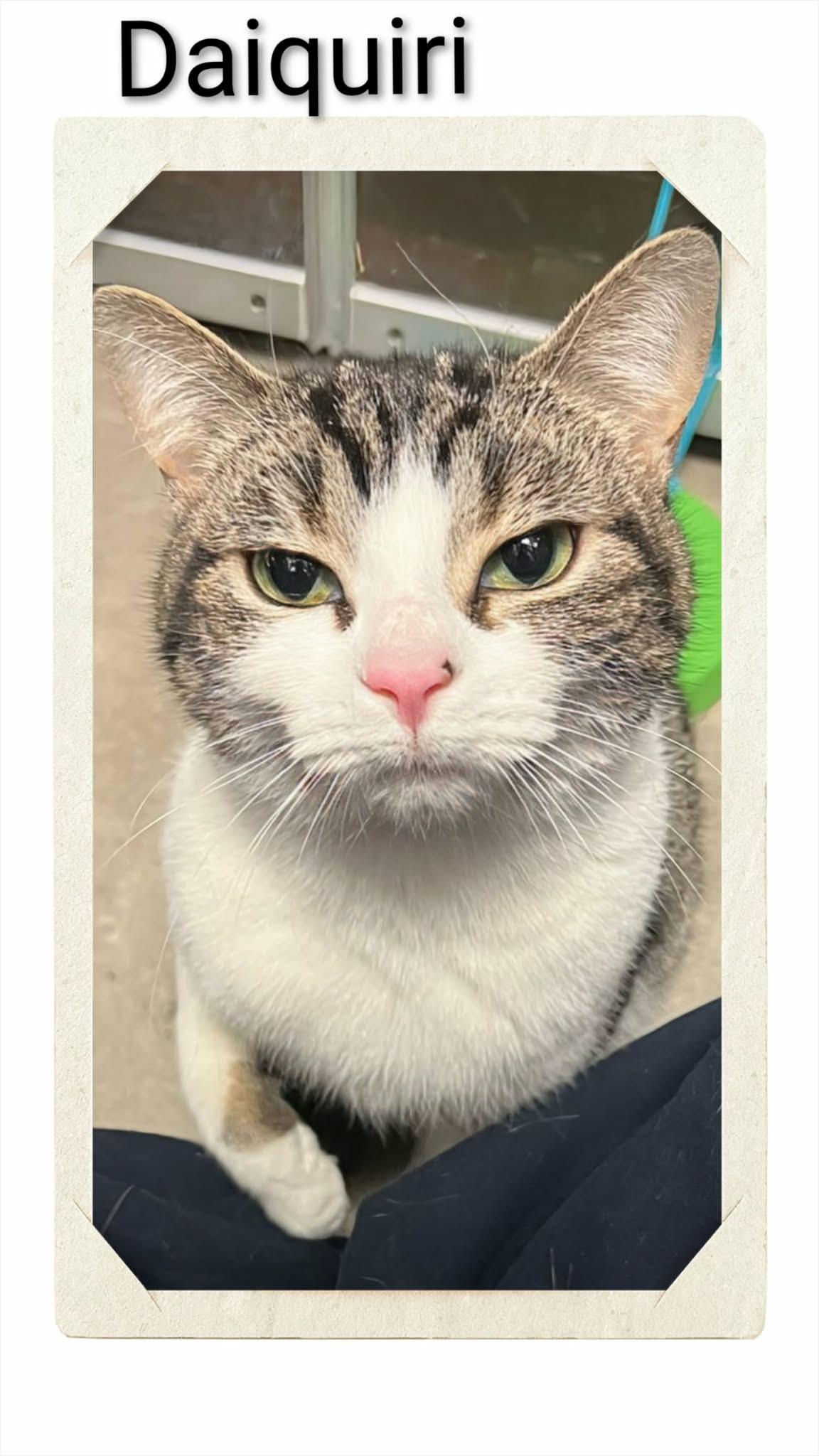 Daiquiri, Adoptable, Young Female Domestic Short Hair.