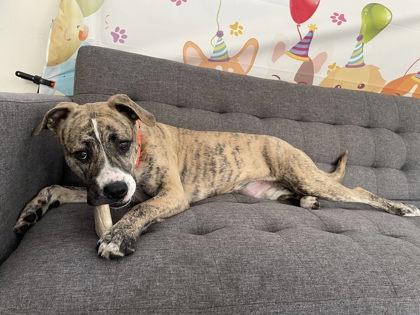 Enlarge Cookie, a Adoptable mixed breed in South Bend, IN image 1/3
