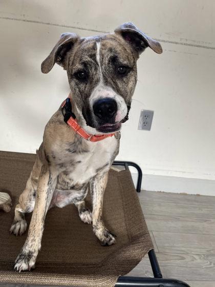 Enlarge Cookie, a Adoptable mixed breed in South Bend, IN image 2/3