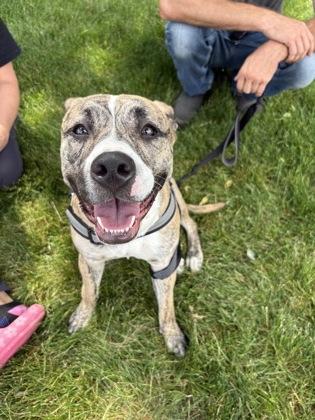 Enlarge Cookie, a Adoptable mixed breed in South Bend, IN image 3/3
