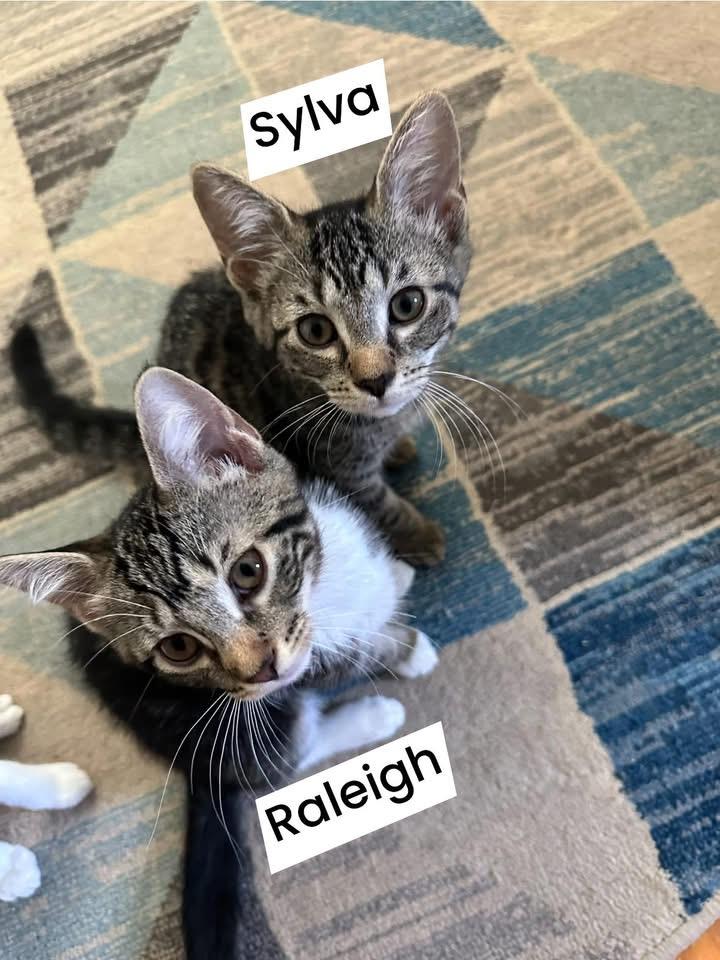 Sylva & Raleigh (boded thumbnail 2