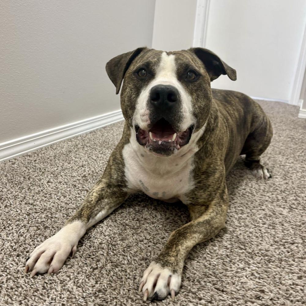 Rex - AVAILABLE / FOSTER NEEDED, Adoptable, Adult Male Pit Bull Terrier.