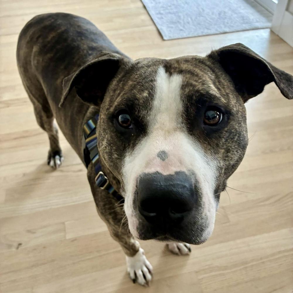 Enlarge Rex - AVAILABLE / FOSTER NEEDED, a Adoptable Pit Bull Terrier in Seattle, WA image 2/6