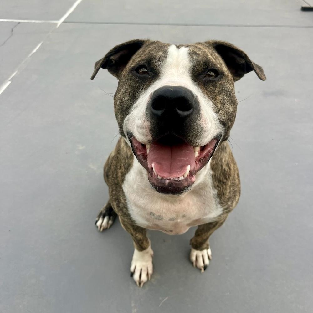 Rex - AVAILABLE, Adoptable, Adult Male Pit Bull Terrier.