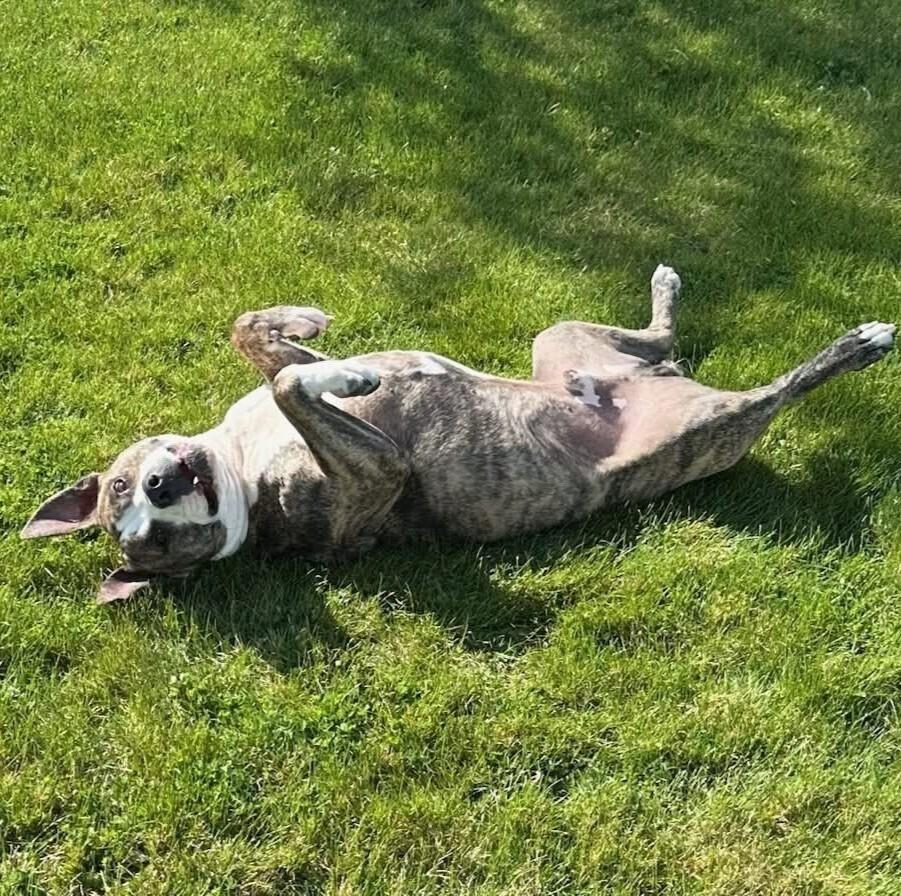 Enlarge Rex - AVAILABLE, a Adoptable Pit Bull Terrier in Seattle, WA image 2/6