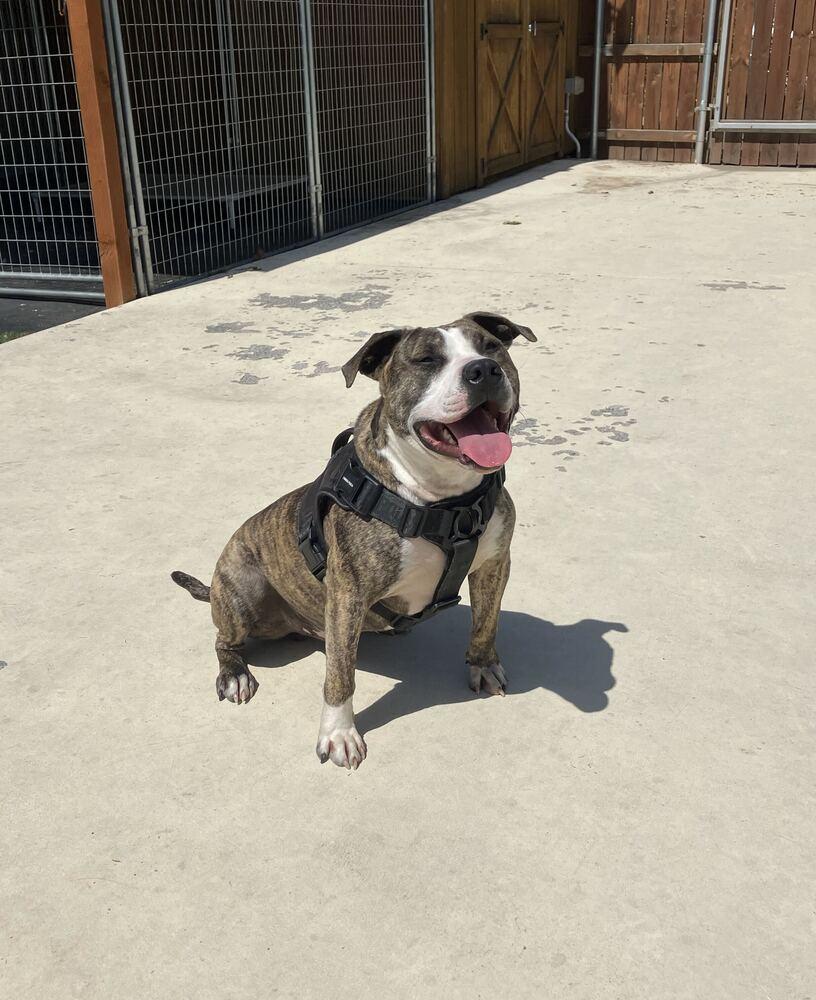 Enlarge Rex - AVAILABLE, a Adoptable Pit Bull Terrier in Seattle, WA image 3/6