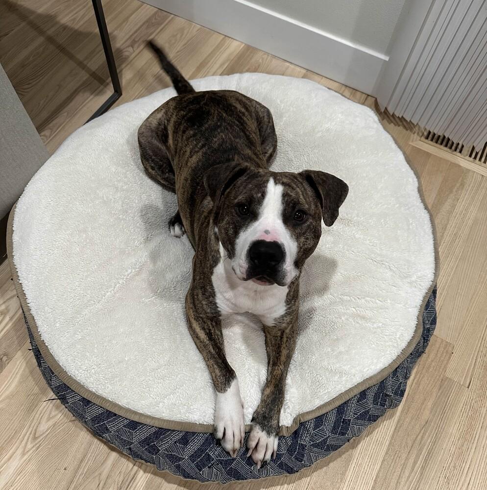 Enlarge Rex - AVAILABLE, a Adoptable Pit Bull Terrier in Seattle, WA image 4/6