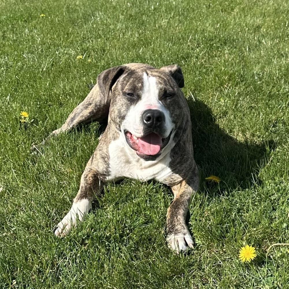 Enlarge Rex - AVAILABLE, a Adoptable Pit Bull Terrier in Seattle, WA image 5/6