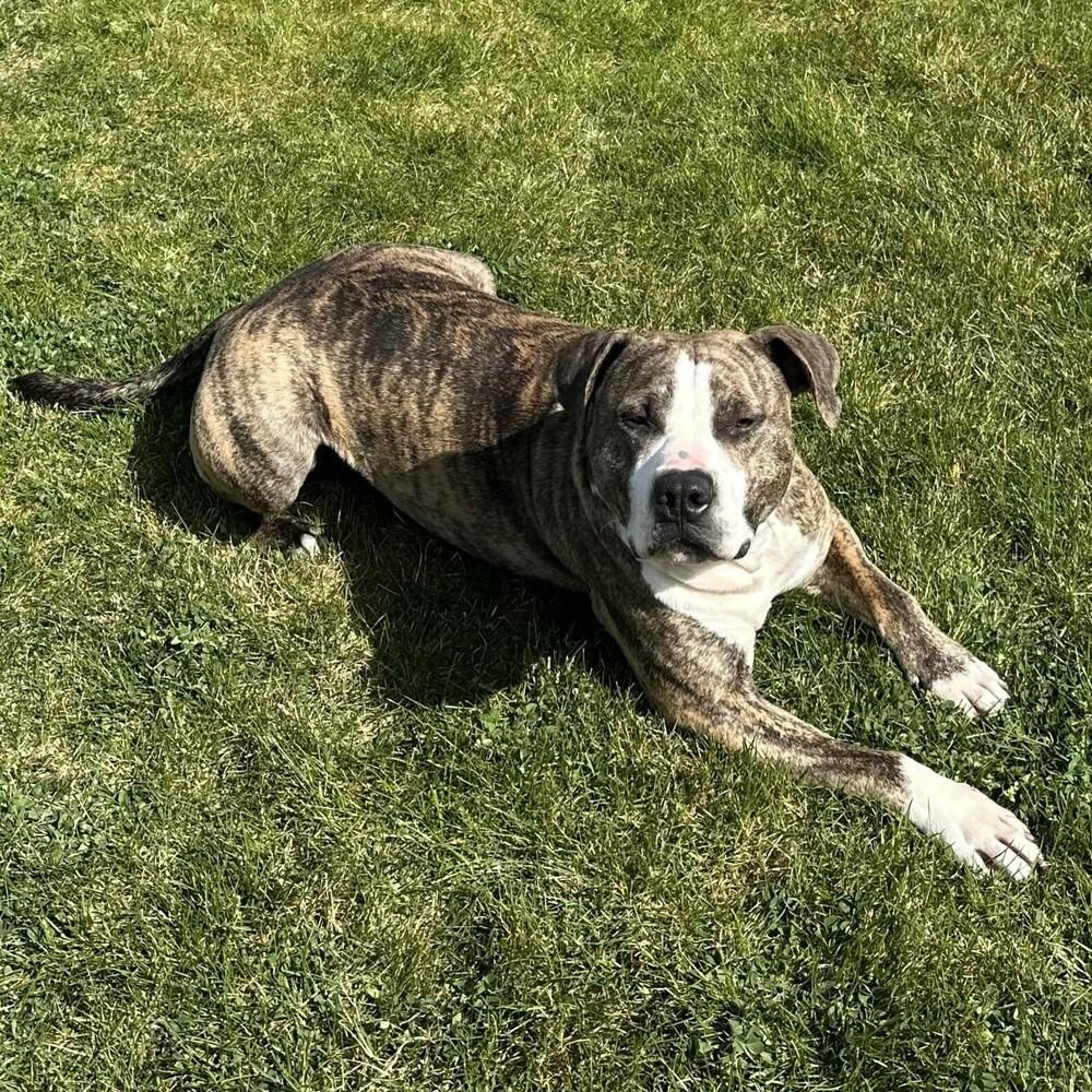 Enlarge Rex - AVAILABLE, a Adoptable Pit Bull Terrier in Seattle, WA image 6/6