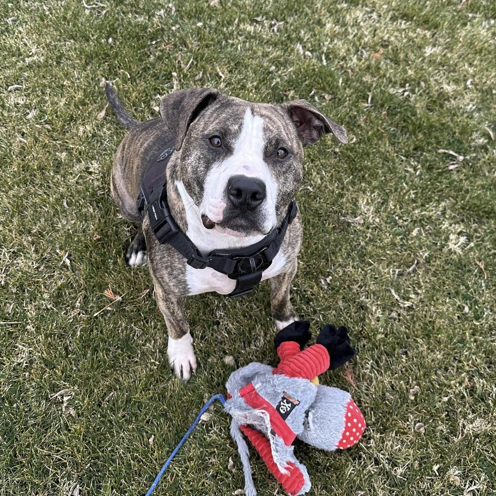 Enlarge Rex - AVAILABLE / FOSTER NEEDED, a Adoptable Pit Bull Terrier in Seattle, WA image 4/6