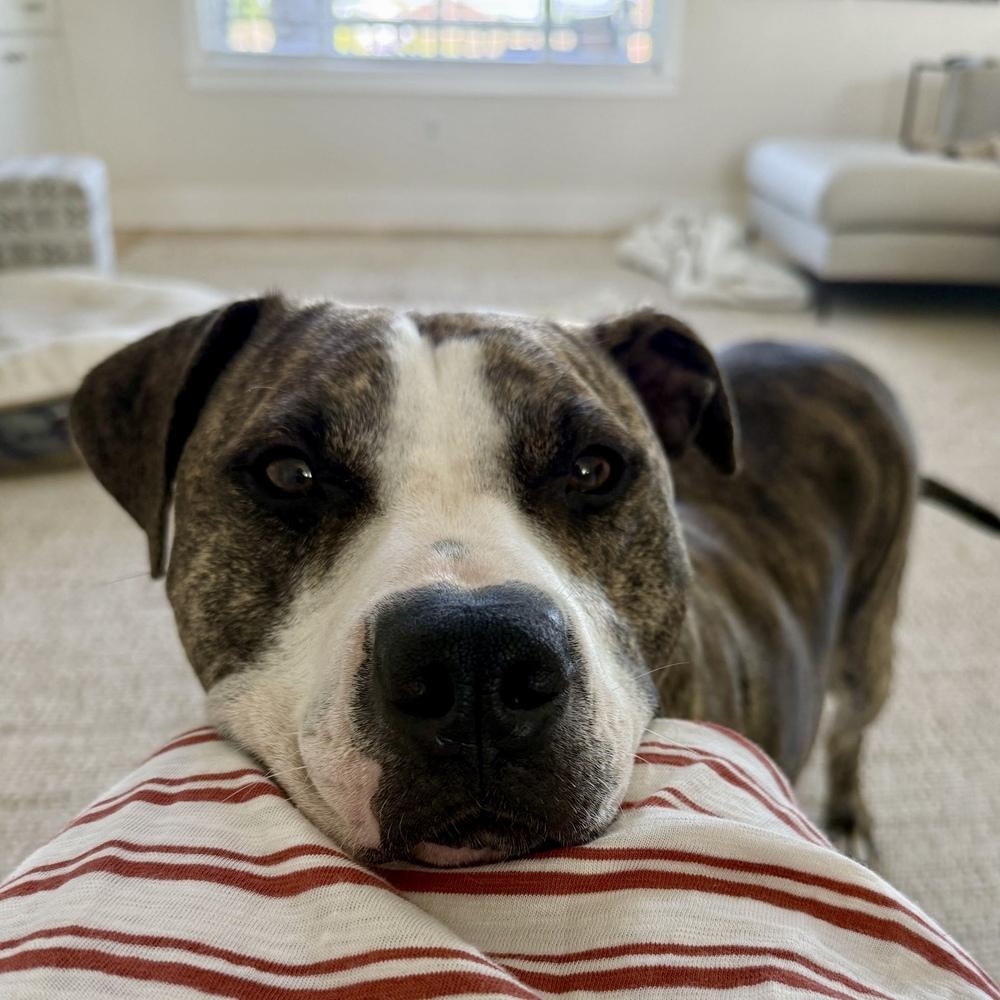 Enlarge Rex - AVAILABLE / FOSTER NEEDED, a Adoptable Pit Bull Terrier in Seattle, WA image 5/6
