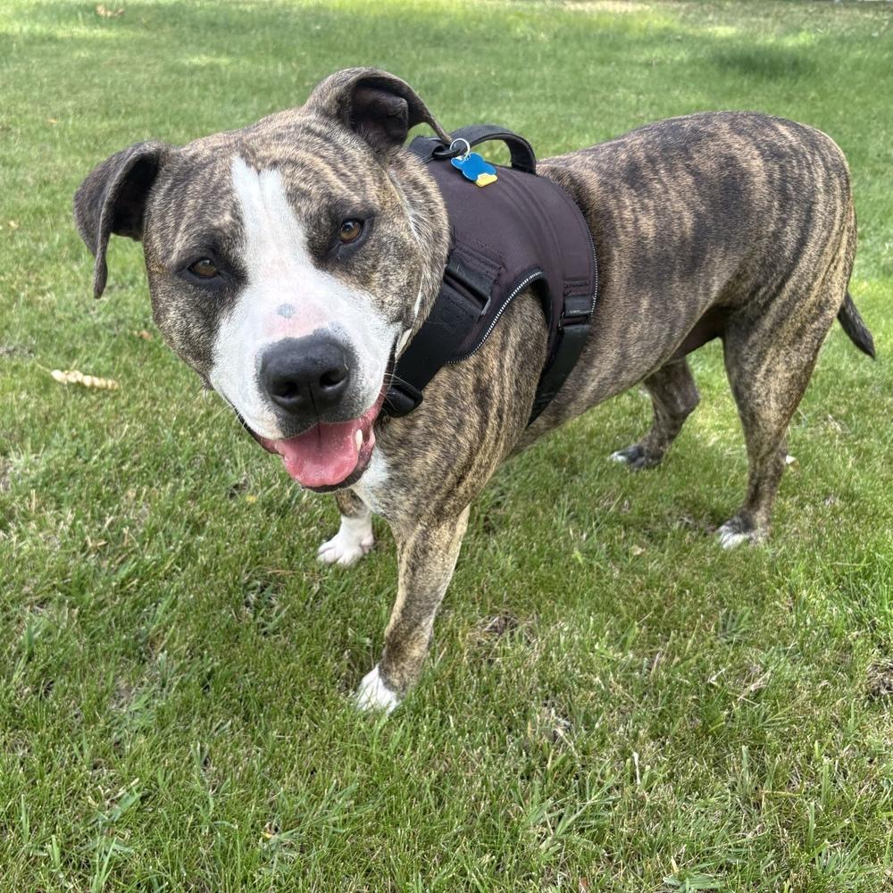 Enlarge Rex - AVAILABLE / FOSTER NEEDED, a Adoptable Pit Bull Terrier in Seattle, WA image 6/6