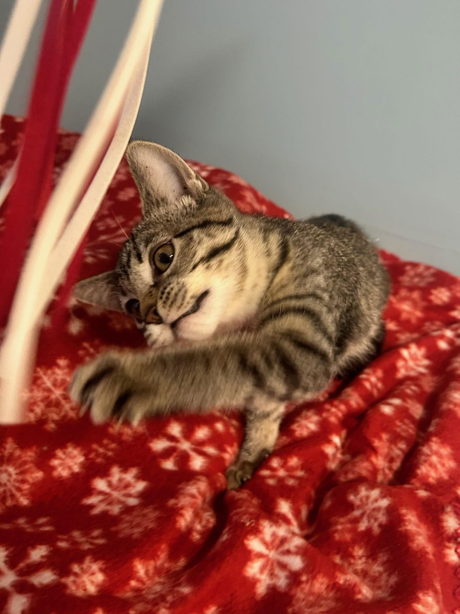 Schatzie — thumbnail 2